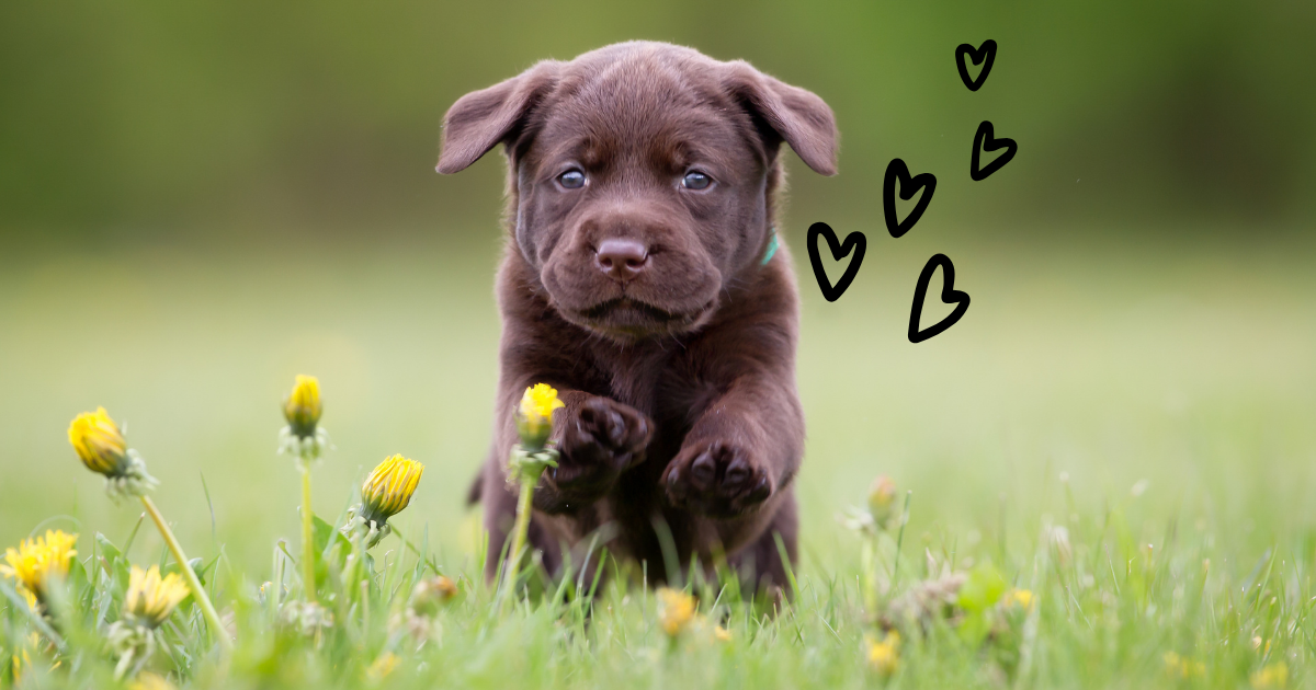 Kviz Koliko poena ćeš imati na kvizu o labradorima Roosvaaj rs